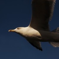 A_vue_doiseau._Photo_aérienne_François_Monier_1.jpg