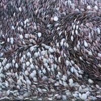 Coquilles_à_Port_en_Bessin._Photo_aérienne_Francois_Monier_._Mars_2015_1.jpg