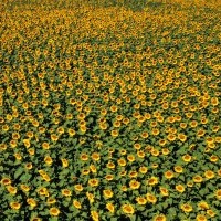 tournesol.jpg