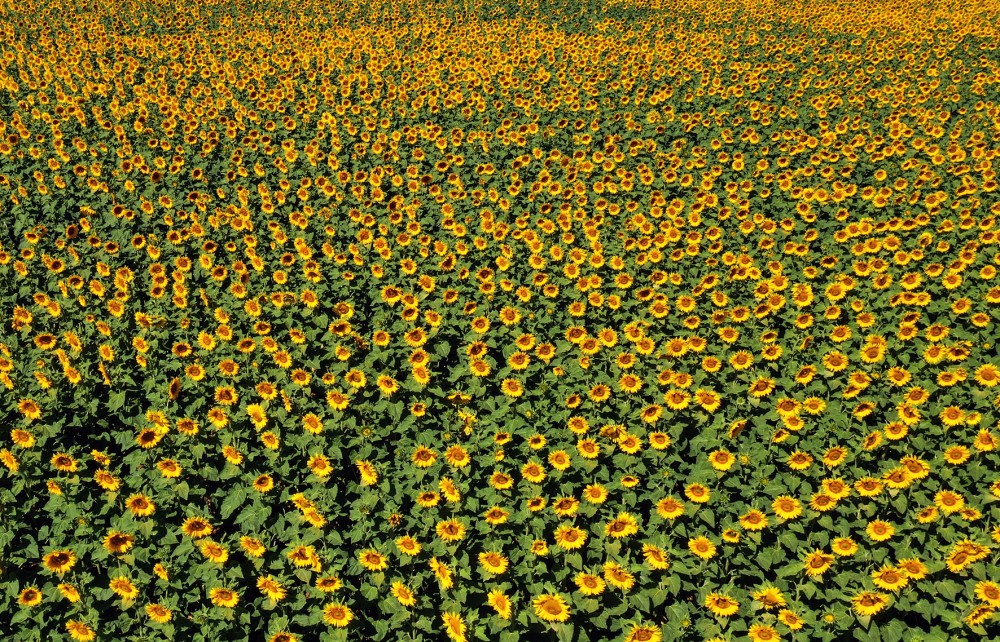 tournesol1.jpg